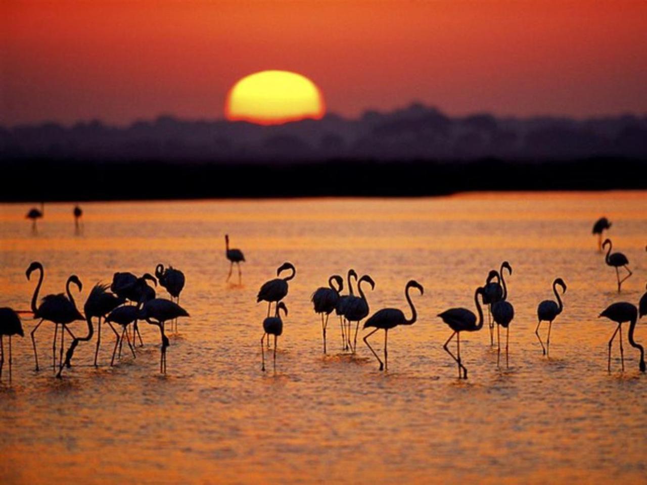 Alojamiento Rural Flamingo El Rocío Exterior foto
